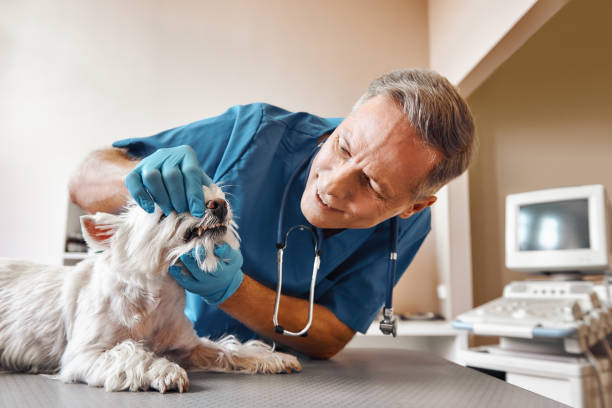 Best Broken or Chipped Tooth Repair in Hamilton College, NY